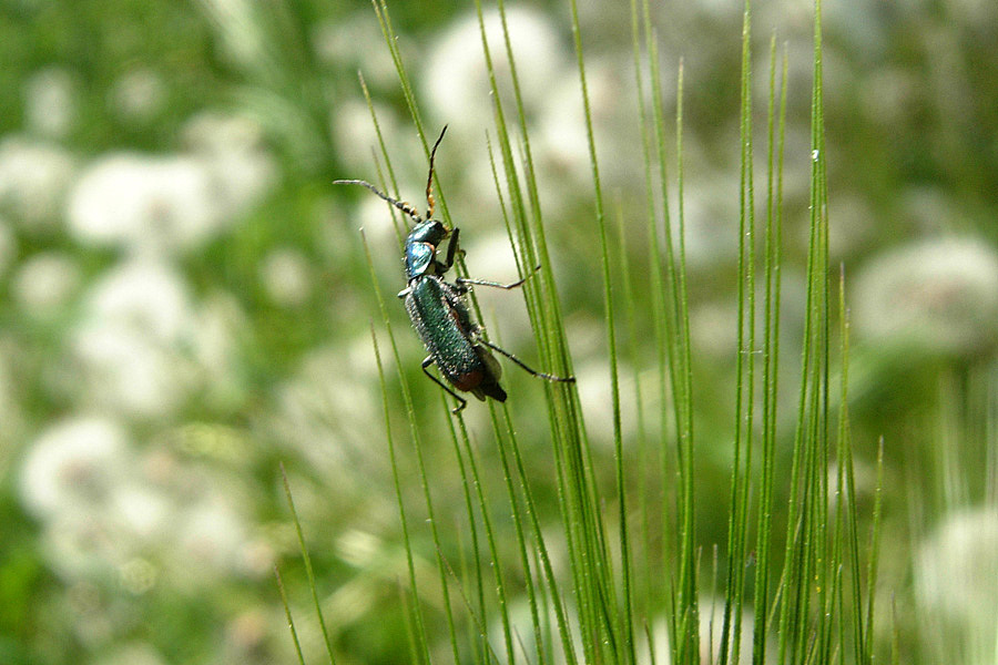 Oedemeridae